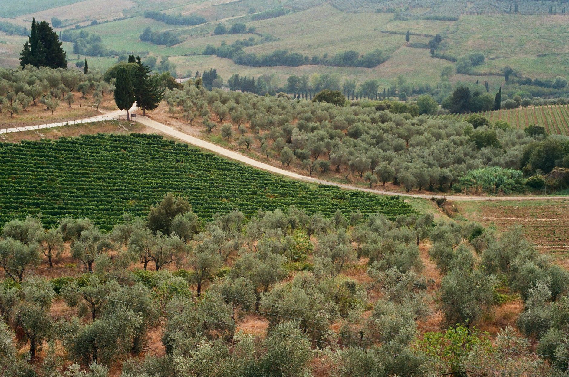 Mediterranean coastline and vineyards